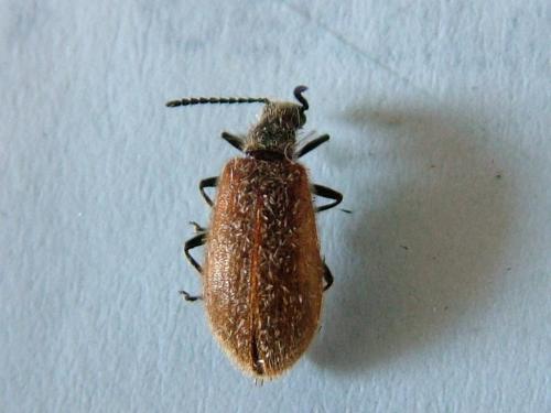 Lagria hirta